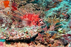 Velidhu - 2013_03_12 - IMG_0569rf_Laffe cornu ou poisson diale ou pterois a antennes - Pterois antennata_Wissaradhuni thila_Plongee